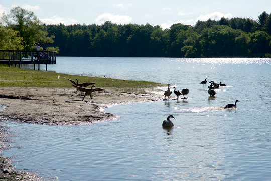 Canadian Geese resting on the shoreline at Milne Dam Conservation Park, Markham, Ontario, Canada...