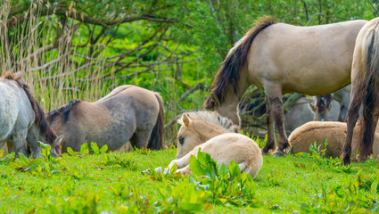 Horses and foals in a green pasture in sunlight at sunrise in a spring morning,  © Naj