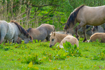 Horses and foals in a green pasture in sunlight at sunrise in a spring morning, 