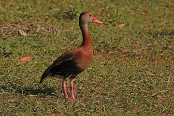 Black Bellied Whistling Duck_1379