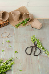 Rosemary for planting with garden tools on wooden table