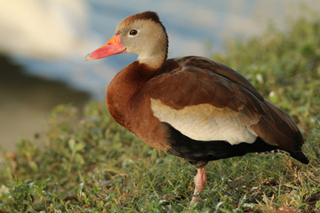 Black Bellied Whistling Duck_1776