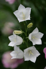 
bell flower