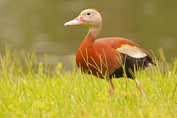 Black Bellied Whistling Duck_4186