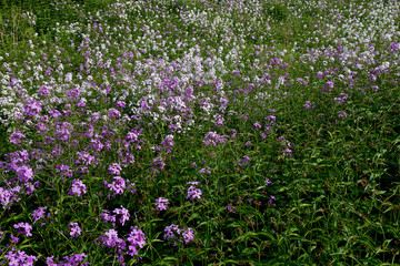 Wildflowers in Crothers Woods - an urban public park with offering hiking & mountain-biking trails through the woods