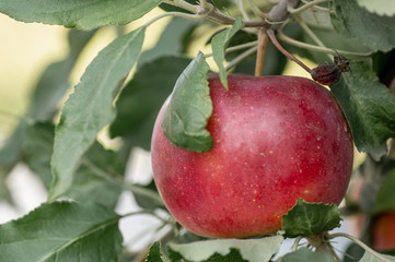 Ripe red Idared apples hang on a tree in the garden. Agricultural farm for growing apples....