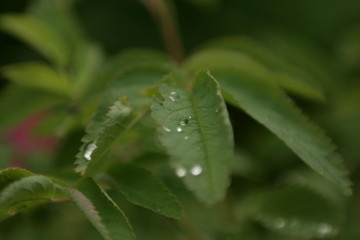 
drops on the leaves