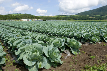 キャベツ畑