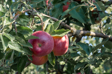 Ripe red Idared apples hang on a tree in the garden. Agricultural farm for growing apples. Harvesting ripe juicy apples from a tree.