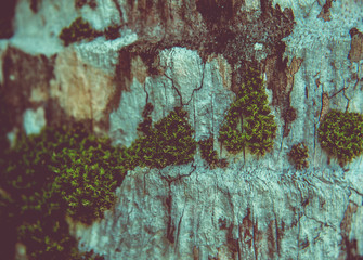 Tree bark with moss close up .