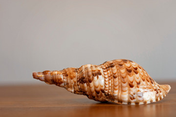 seashell on a wooden table