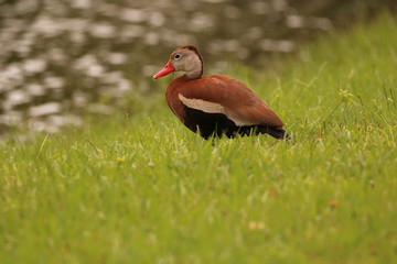 Black Bellied Whistling Duck_4297
