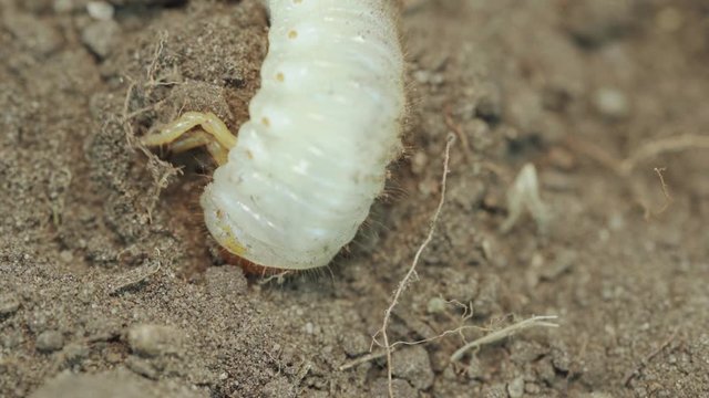Chafer grub (Melolontha melolontha) digging in to brown soil. Macro video.