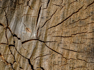 View of the surface of the end face of a sawn birch log dotted with cobwebs of cracks. The...
