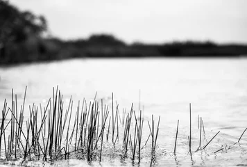 Foto auf Leinwand Black and white Close up of Grass growing up from the Kaal Luum in Mexico © Arturo Verea