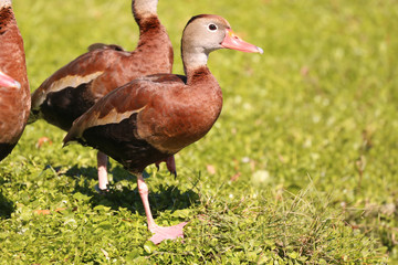 Black Bellied Whistling Duck_5487
