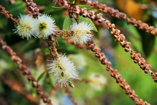 White cajuput tree in Thailand