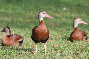 Black Bellied Whistling Duck_7270