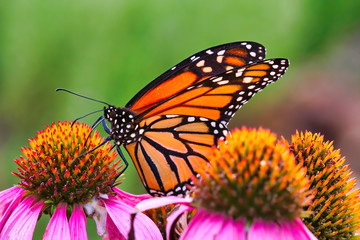 Extreme close-up of a Monarch butterfly resting and feeding on a colorful purple bloom.