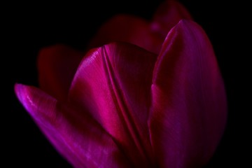 Purple Velvet Tulip