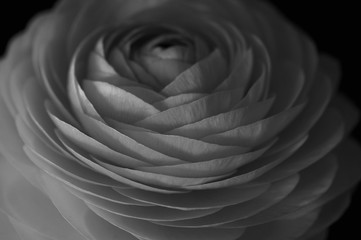 Ranunculus 