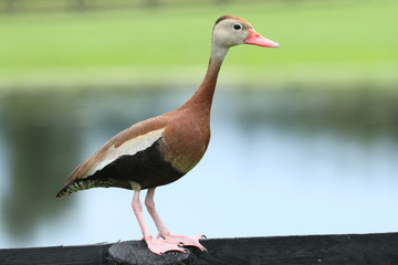 Black Bellied Whistling Ducks_