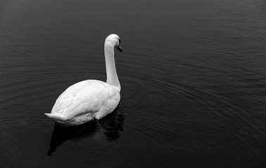 Swans b&w