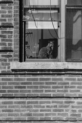 Cat Sitting in Window (b&w)