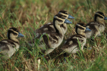 Black Bellied Whistling Ducks_0216