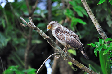 カンムリワシの幼鳥（沖縄県・石垣島）