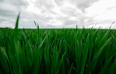 Obraz premium young green grass on sky background