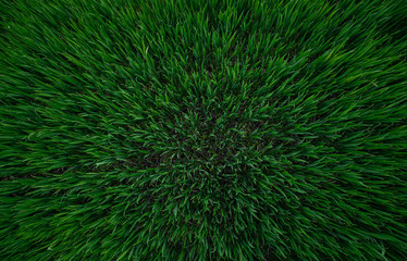 green plant background, young grass