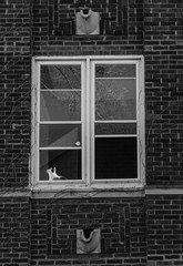 Cat in Window B&W