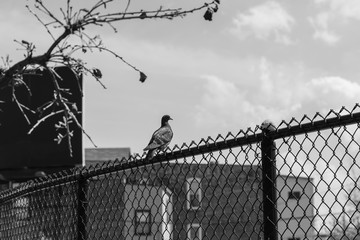 Bird on Fence