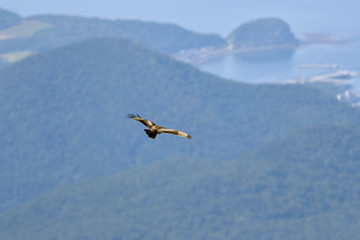 港を見下ろして飛ぶノスリ（北海道・知床）