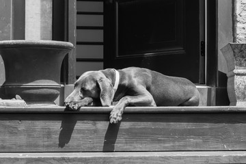 Dogs in black and white