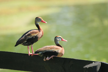 Black Bellied Whistling Ducks_3865