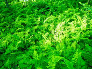 bright green fern in the woodland in late spring