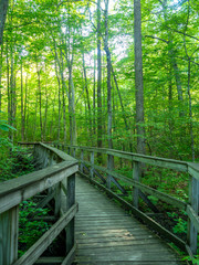 Fototapeta premium boardwalk path in the forest in the national wildlife refugee in late spring