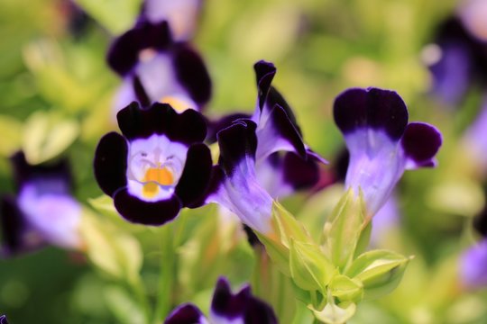 Close-up Of Black Flowers