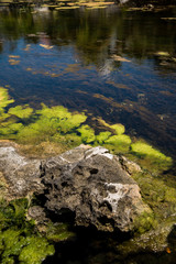 Clear and mossy water of a lagoon with rocks at the bottom 