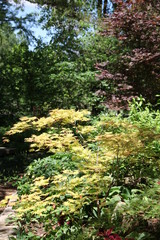 autumn forest in the morning
