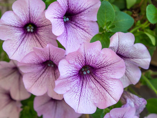 close-up of pale purple convolvulus flowers in the garden