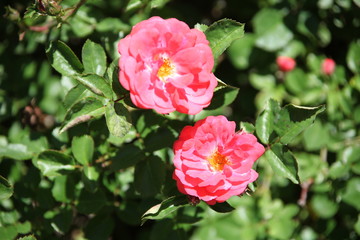 pink rose bush