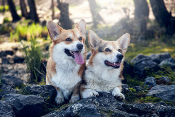 Two cute welsh corgi pembrokes. Happy dogs portrait.