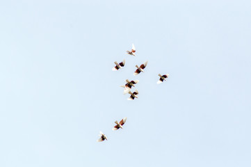 a group of pigeons flies in the sky