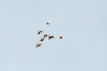 a group of pigeons flies in the sky