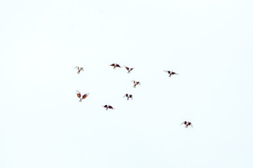 a group of pigeons flies in the sky