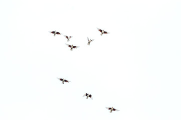 a group of pigeons flies in the sky