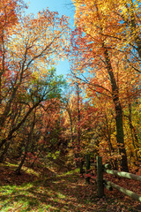 Fototapeta premium Autumn Foliage in a Mountain West Maple Forest